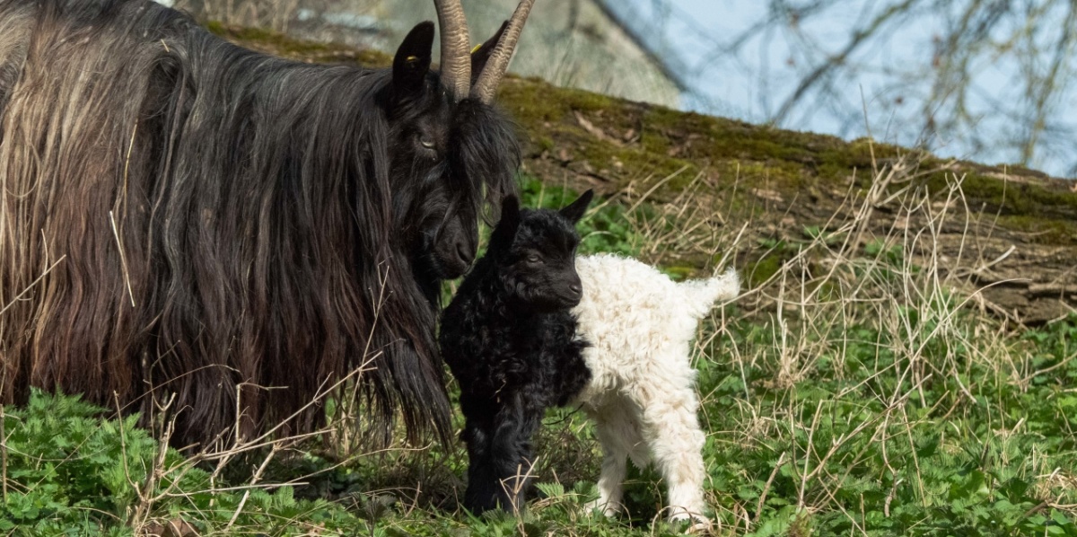 Ein Zicklein der Walliser Schwarzhalsziegen steht neben seiner Mutter und schaut nach rechts.