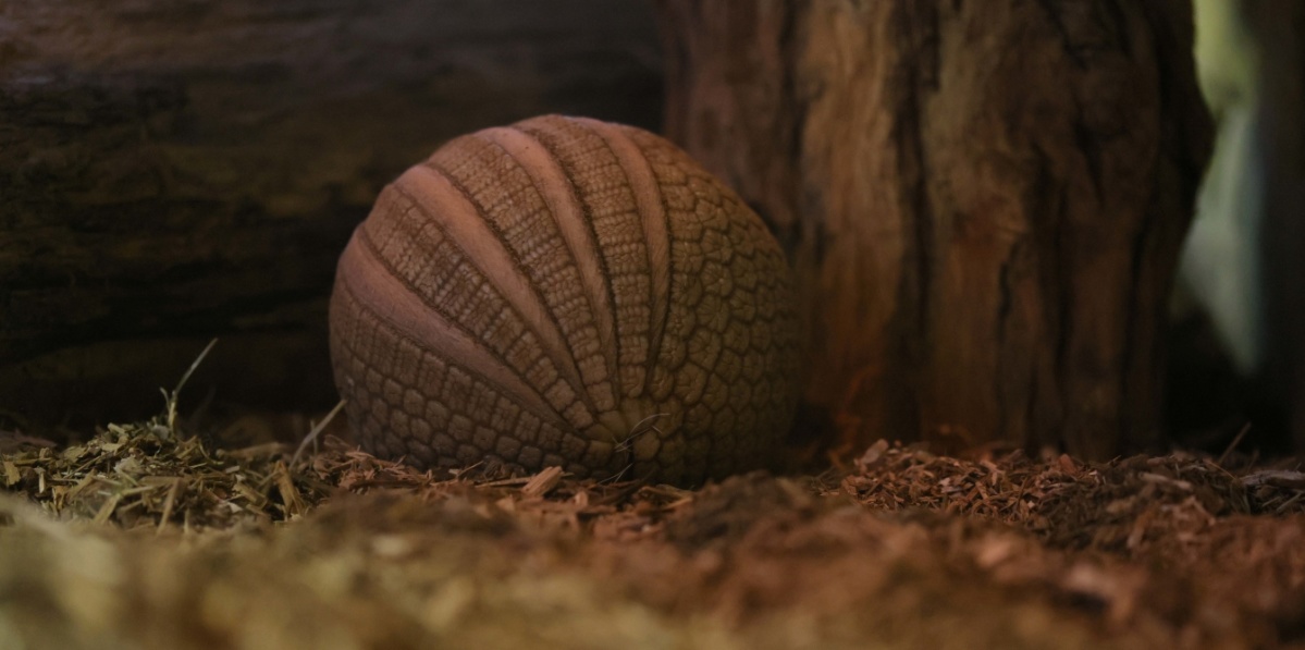 Ein Südliches Kugelgürteltier ist zu einer Kugel zusammengerollt.