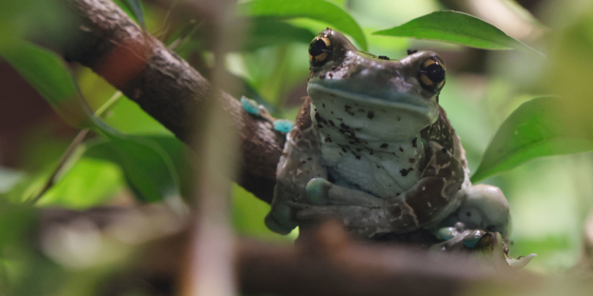  Ein Baumhöhlenkrötenlaubfrosch sitzt auf einem Ast und schaut in die Kamera.