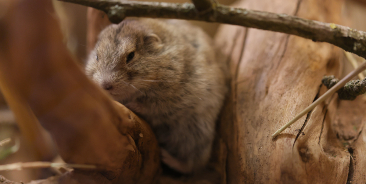 Ein Grauer Steppenlemming ist in Großaufnahme auf einem Ast zu sehen.