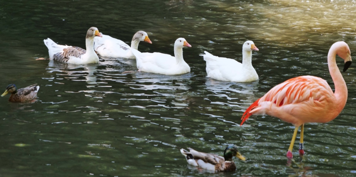 Vier schwimmende Leinegänse sind mittig im Foto auf einem Teich zu sehen. Rechtes neben ihnen steht ein Flamingo. Im Vordergrund sind zwei Enten zu sehen.