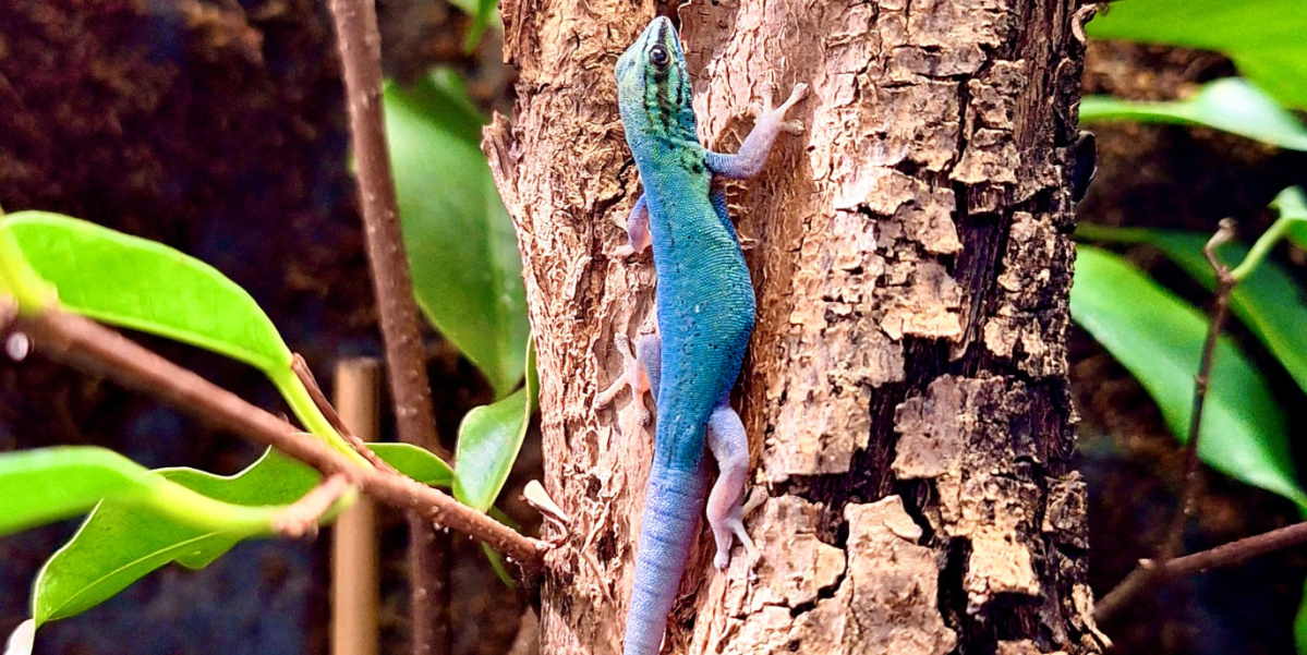 Ein Himmelblauer Zwergtaggecko sitzt an einem Ast im Terrarium.