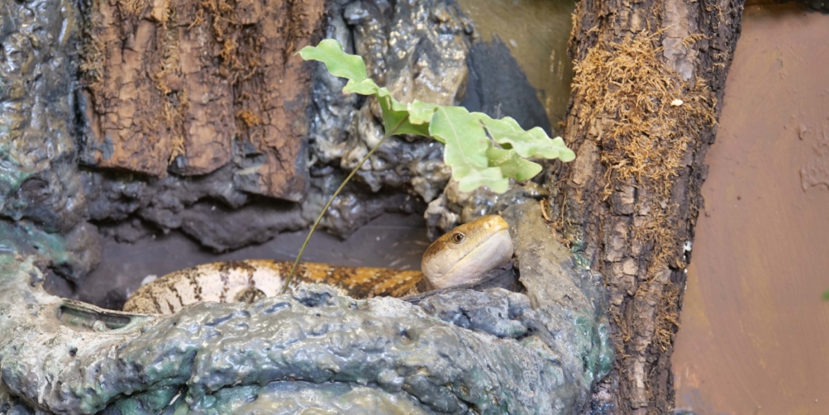 Ein Blauzungenskink liegt auf einem Stein. Er ist nur halb zu sehen.