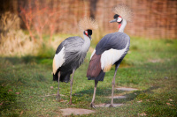 Das Kronenkranichpaar des Zoos Saarbrücken ist zu sehen.